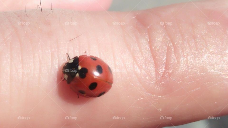 beautiful and magic ladybug on my finger.