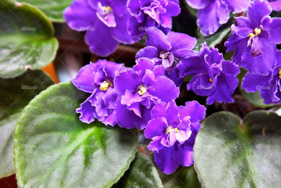Violets