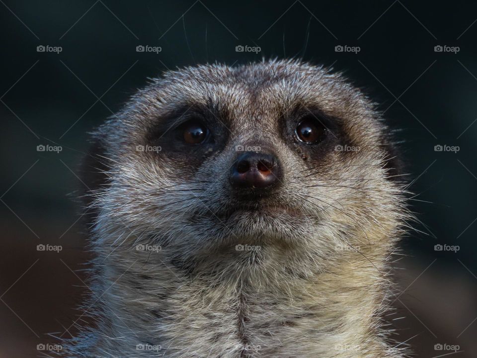 Meerkat closeup 