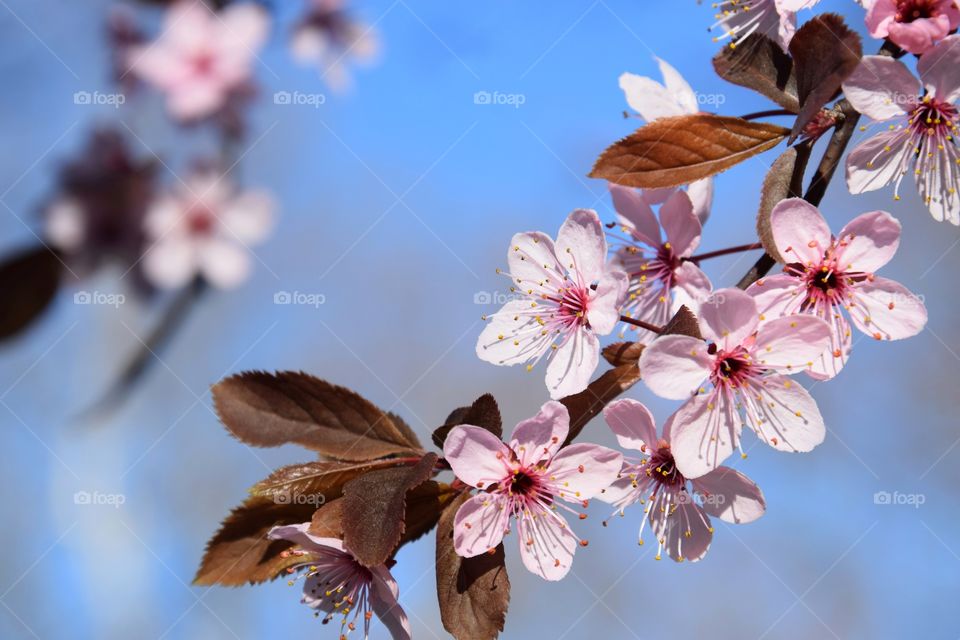 Spring time and flowering branch