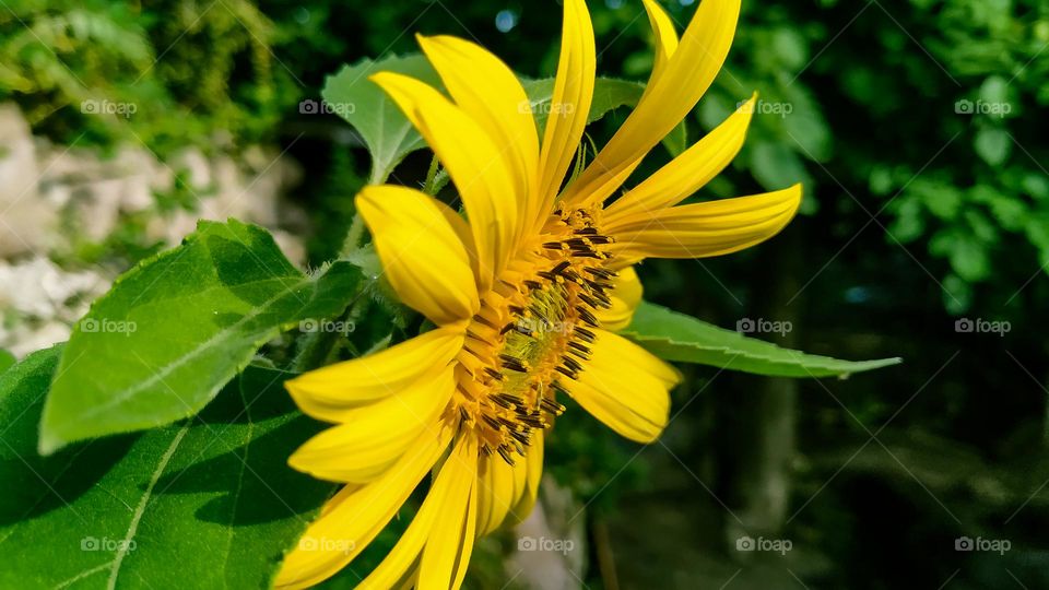 sunflower