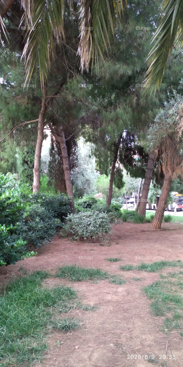 variedad de árboles