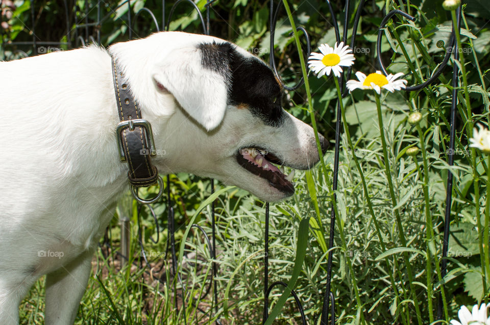 Smiling Jack Russell Terrier Dog exploring garden and sniffing wild flower Daisy through fence in yard on hot summer day conceptual summer pet safety photography 