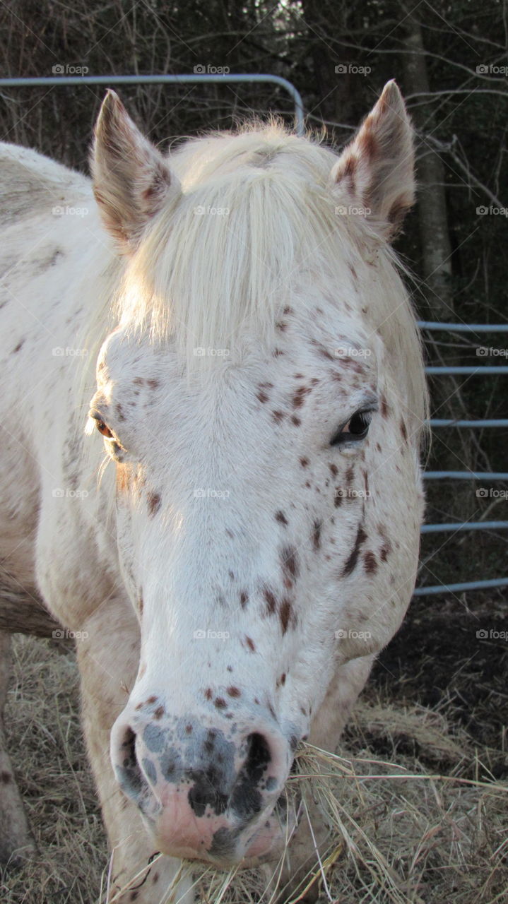 Leopard Stallion close up