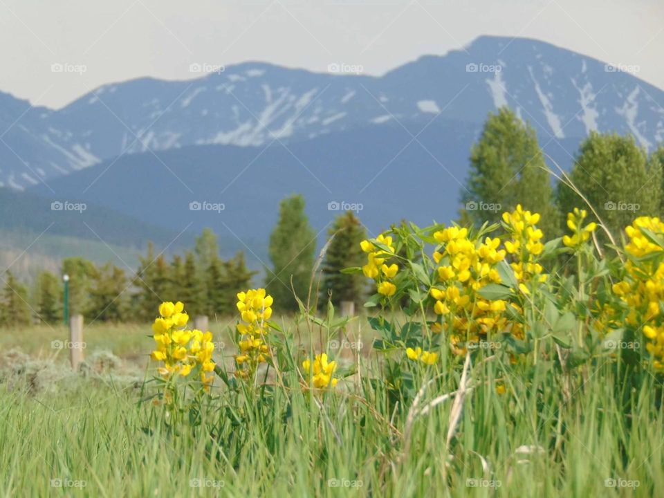 Flowers with a view