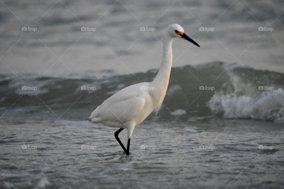 Snowy egret on sanibel island 
