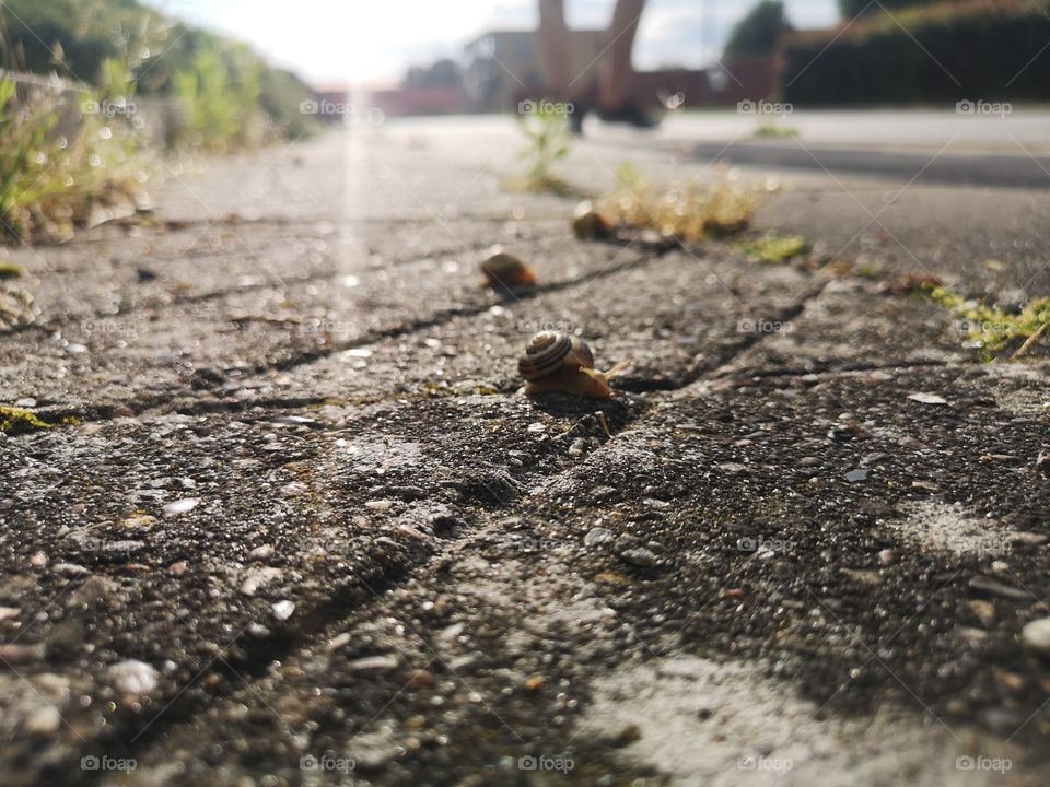 Snails