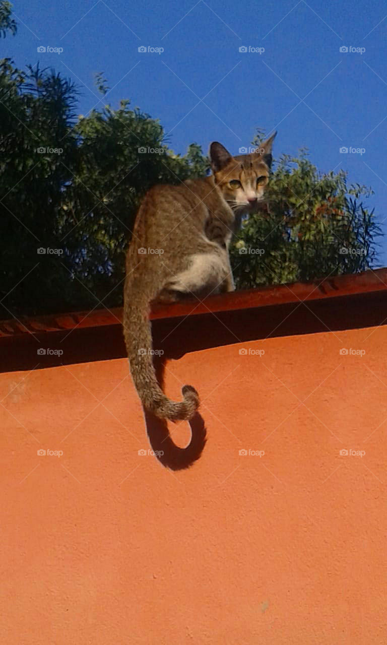 Cute curvy tail cat giving a pose.