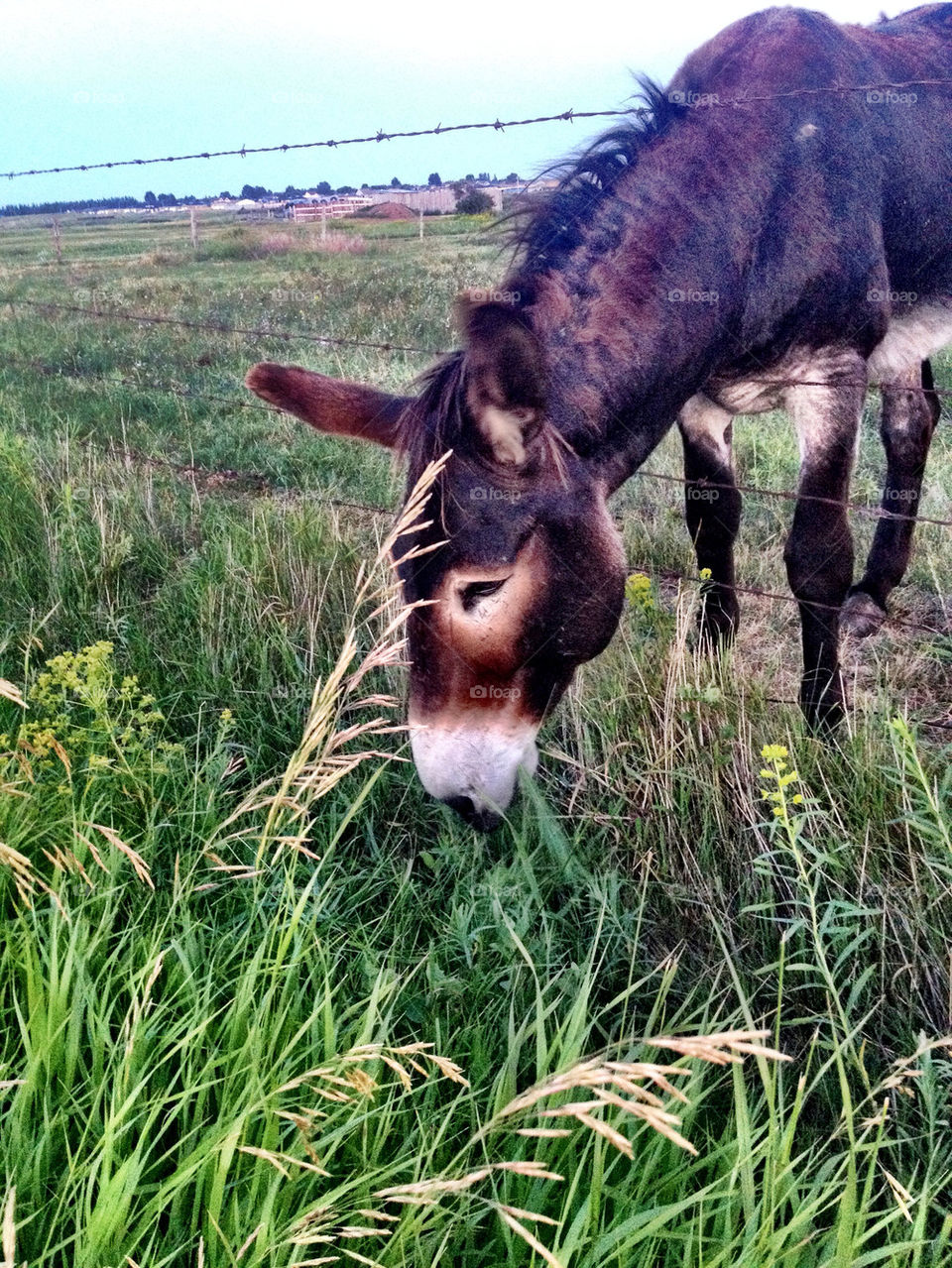 grass fence hungry eating by stykellee