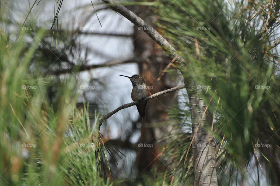 Resting Hummingbird