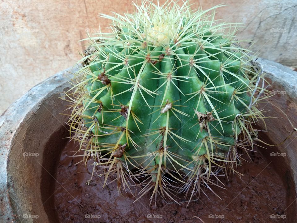 ball cactus day