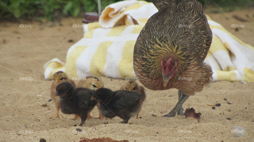 Chicks on the beach