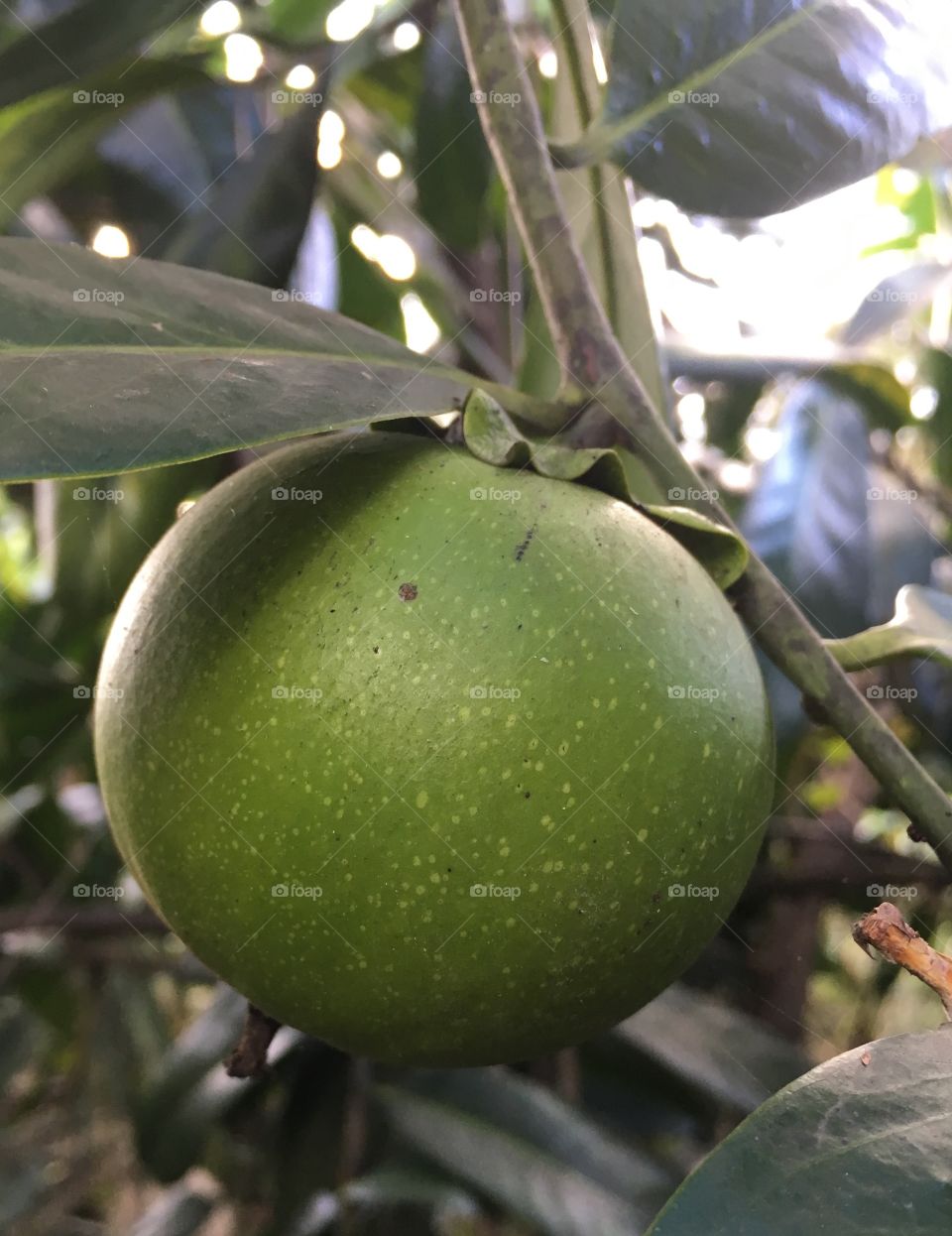 Also known as "chocolate pudding fruit", black sapote is grown in tropical climates. 