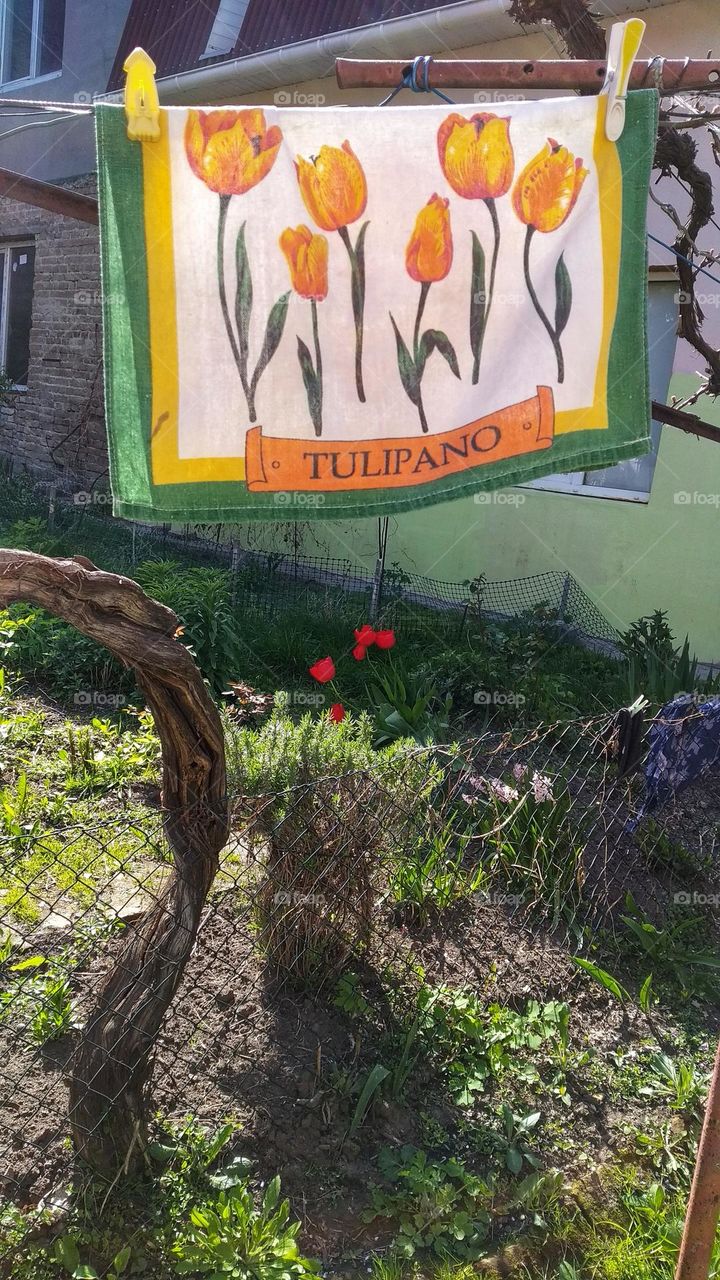 Tulips are everywhere...