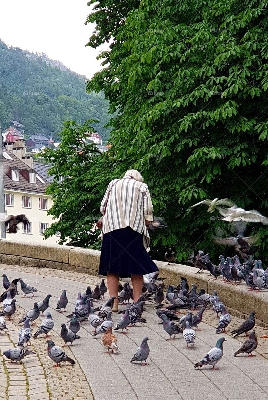 dando de comer a las palomas