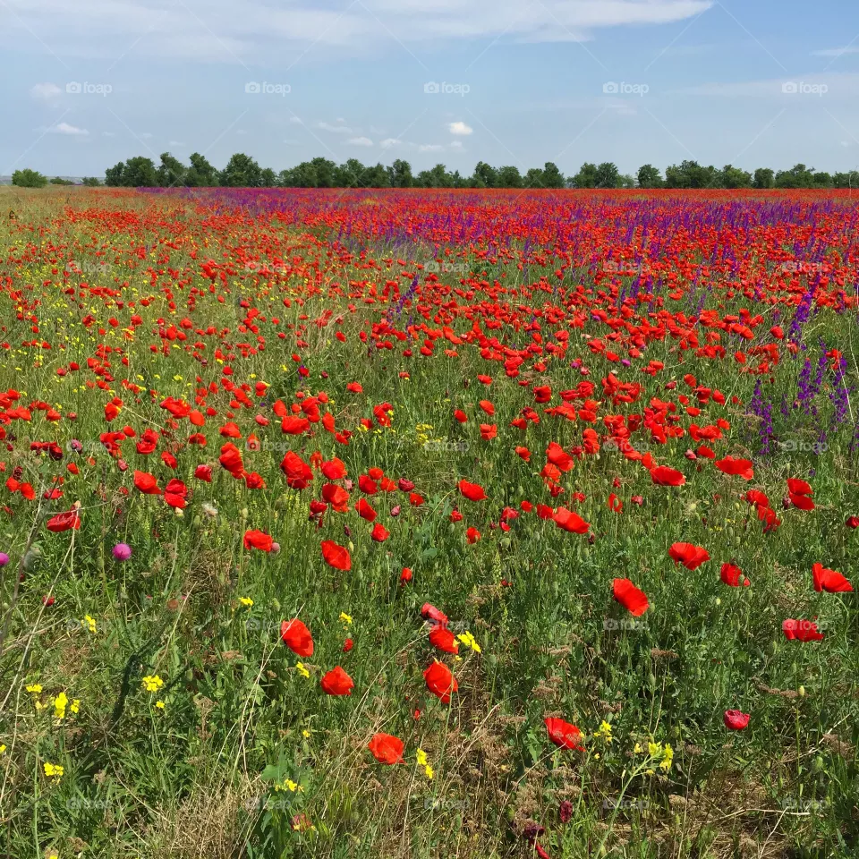 Poppies