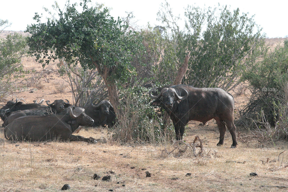 buffalos