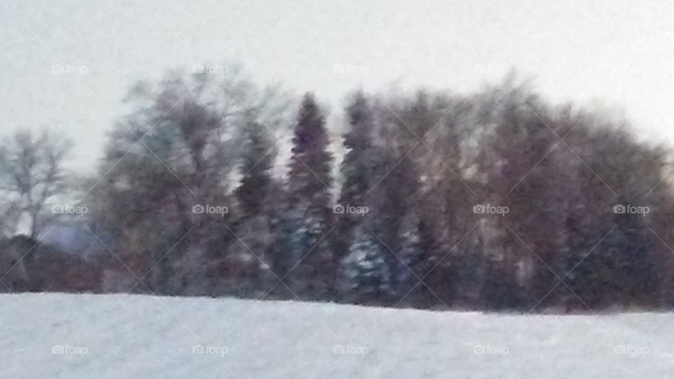 Winter, Snow, Frost, Tree, Weather