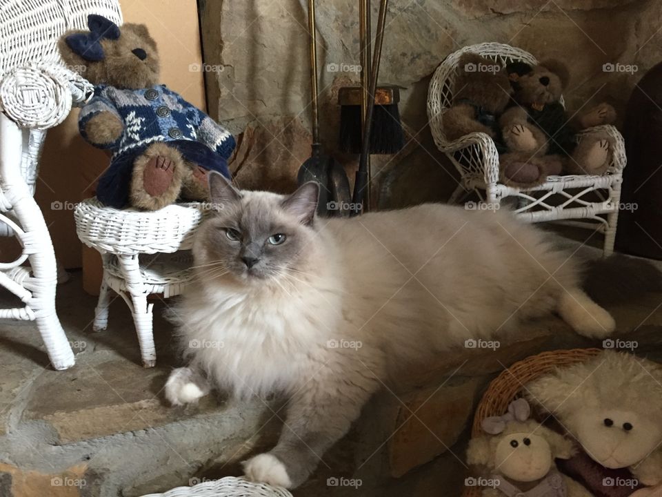 Ragdoll cat