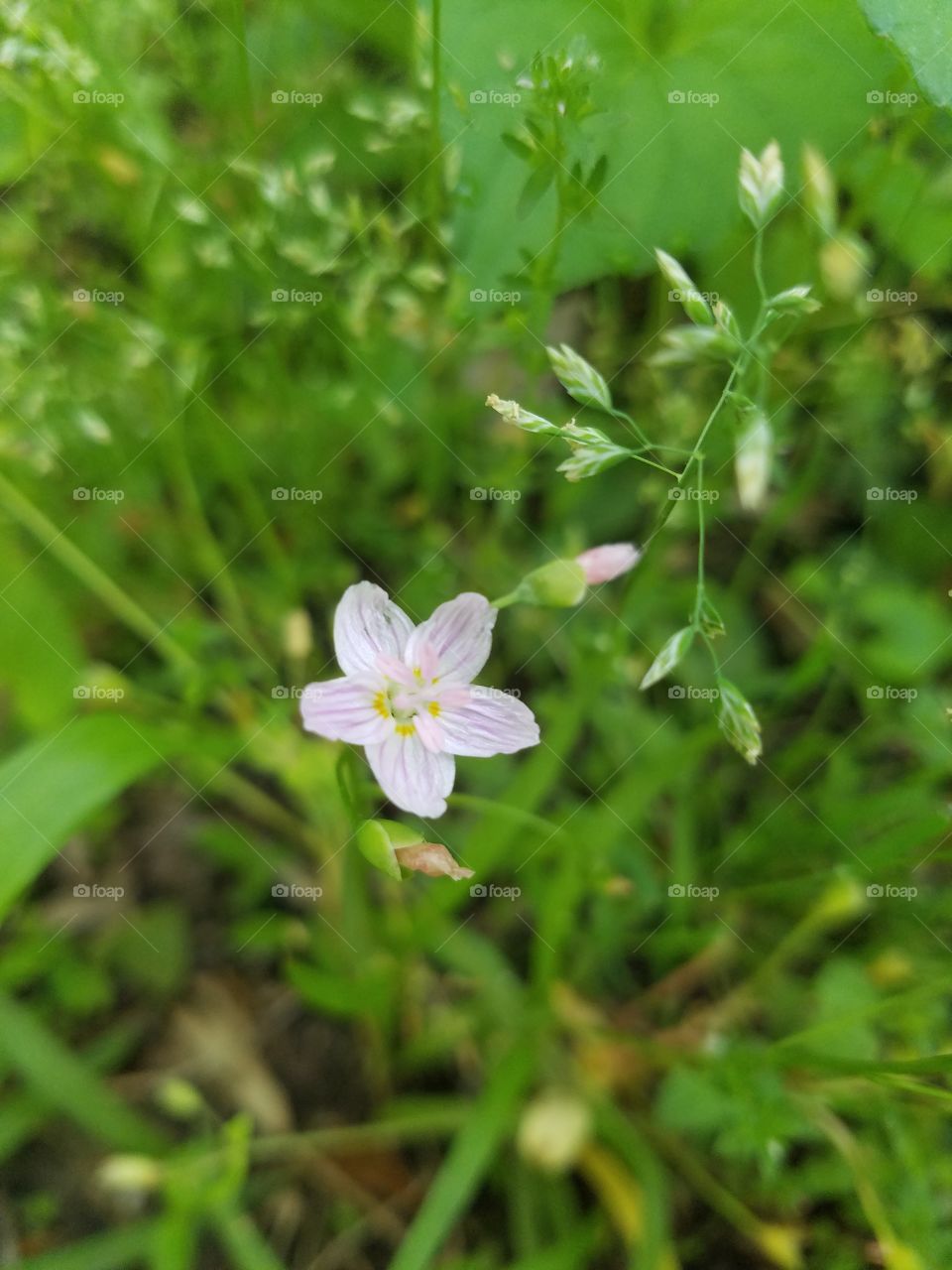 small pink flower
