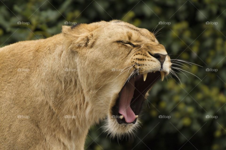 Close-up of lioness yawning