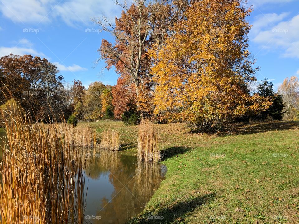 autumn scene