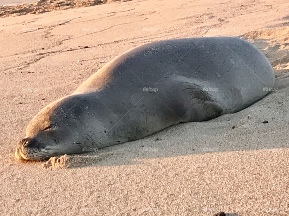 Monk Seal on Shipwreck Beach 