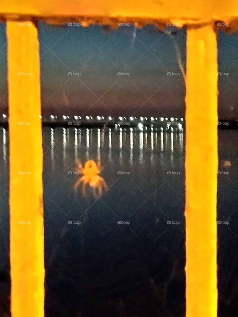 spider