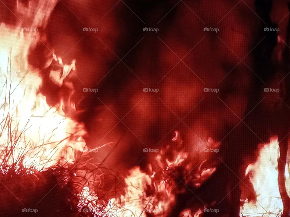 fire on the forest