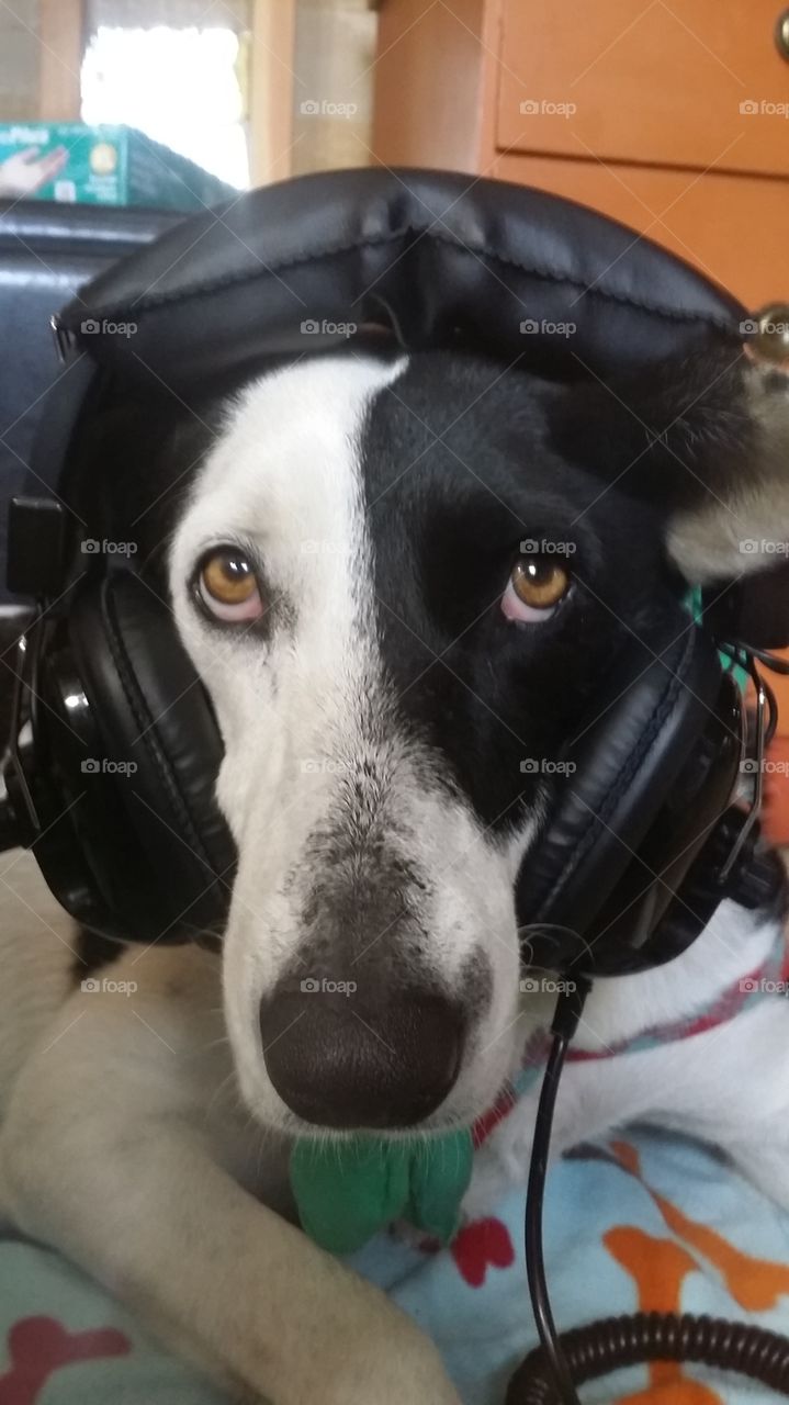 tech dog