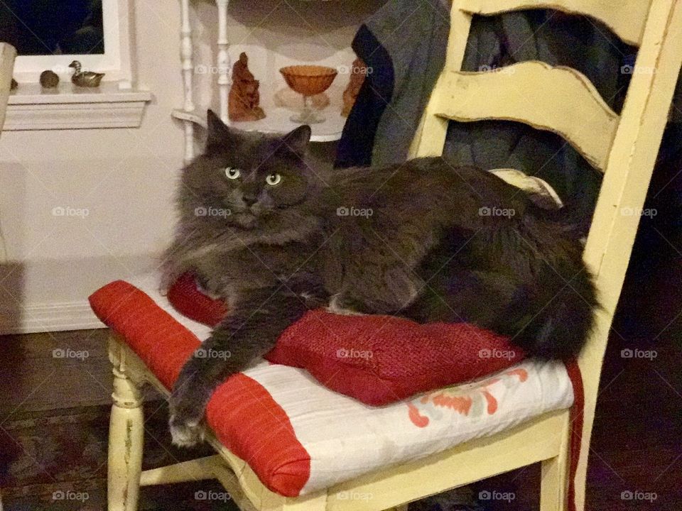 King of the chair
