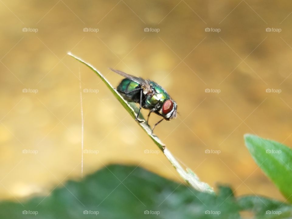 Insect, Nature, Animal, Wildlife, Leaf