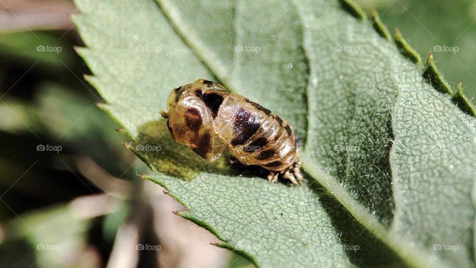 Empty Pupa