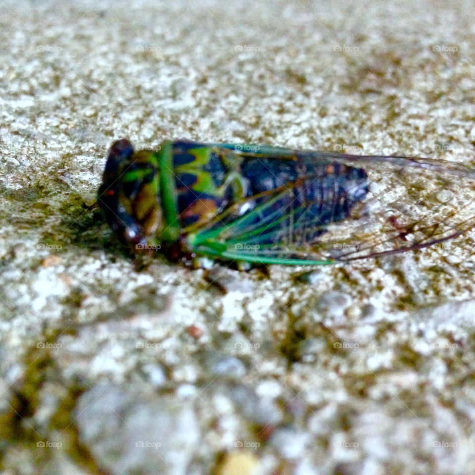 Cicada Bug
