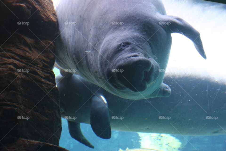 Close-up of manatee