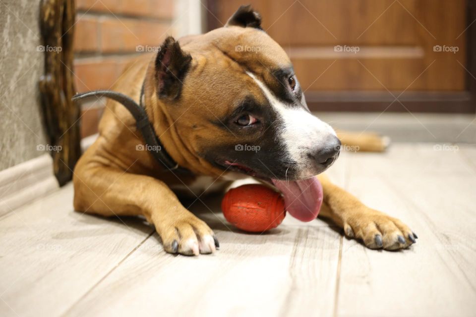 Dog with the red ball laying down on the floor 