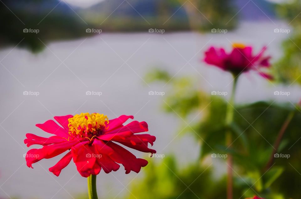 zinnias