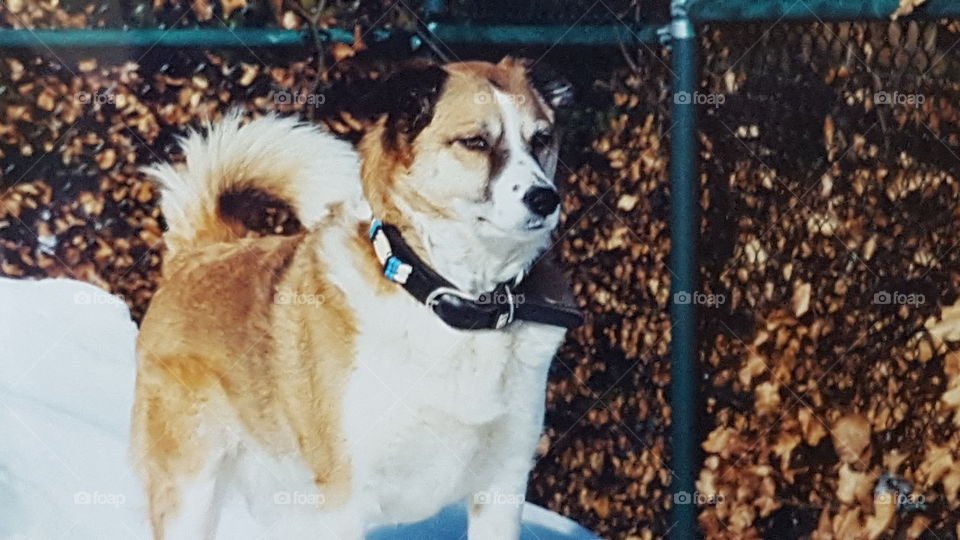 Malamute 
Alaska Malamute