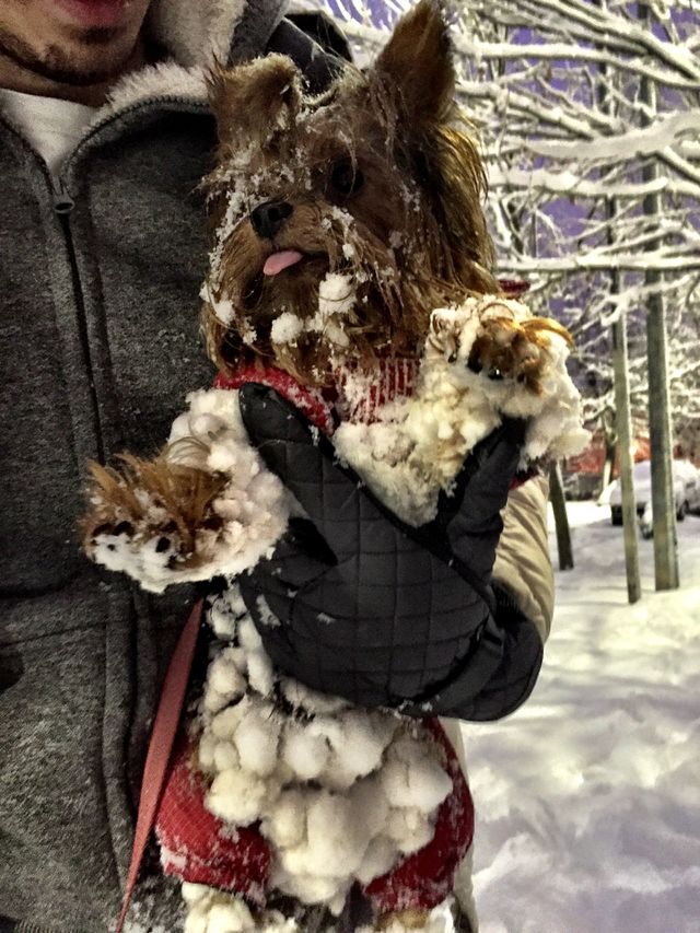 Snow dog