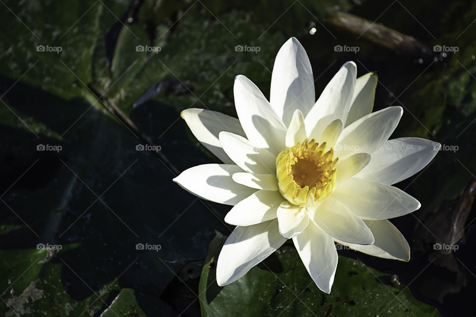 The beauty of the White Lotus Bloom in ponds