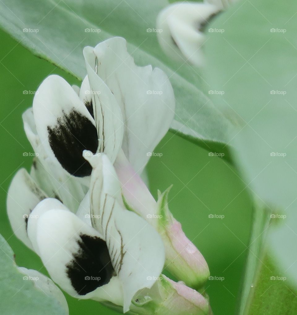 Beanflower