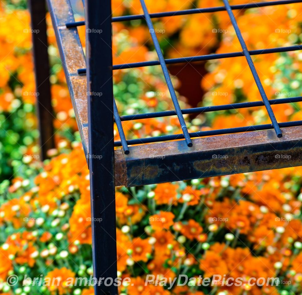 Flower Rack Mums Bloom Orange Fall Colors