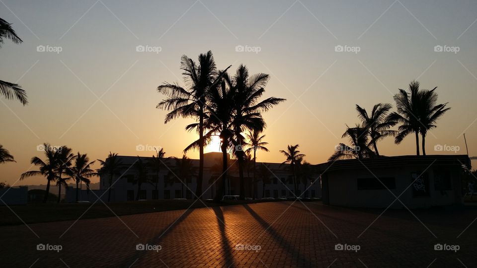 Trees at sunset on the beach front in Durban