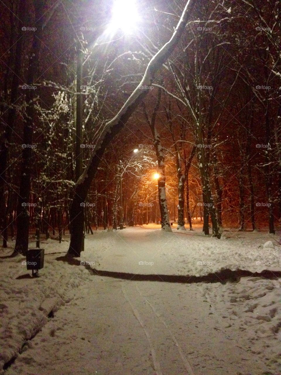 Winter in the park in the night lights