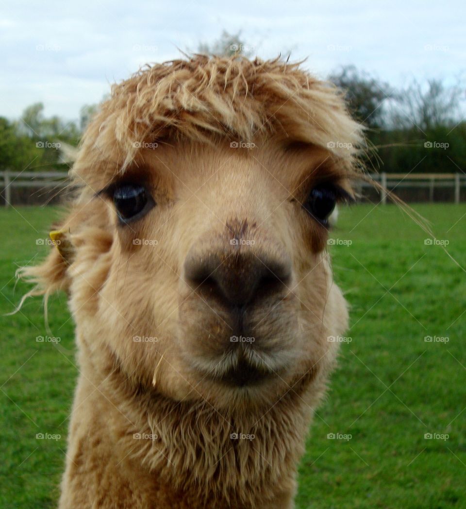 Portrait of alpaca