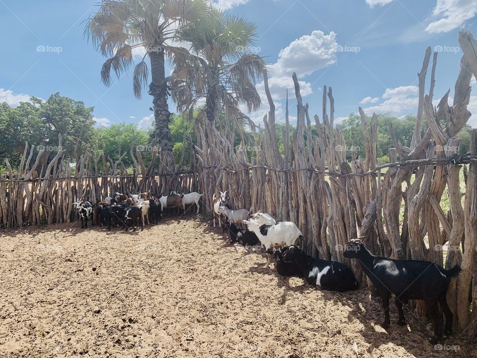 A picture of multi breeds and colors of goats on a kraal made with dry wood on a village farm. 🐐