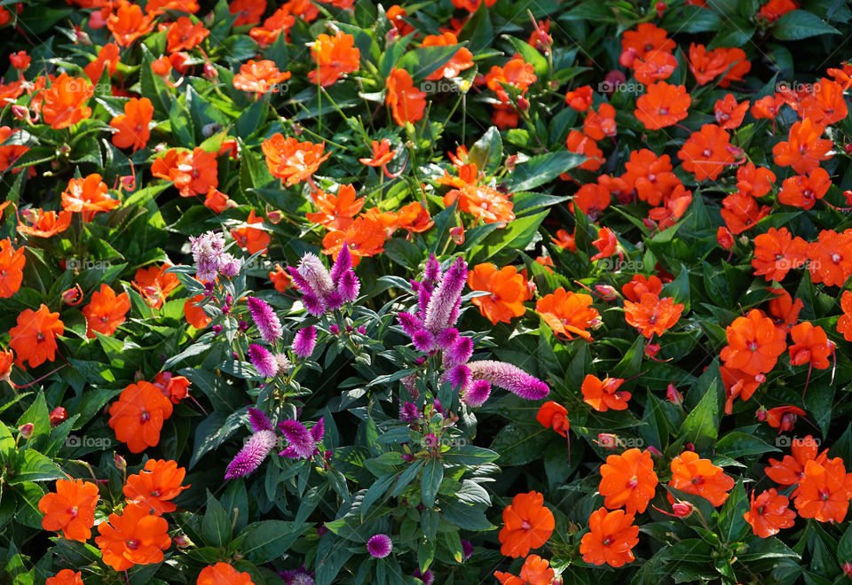 Purple and orange garden flowers