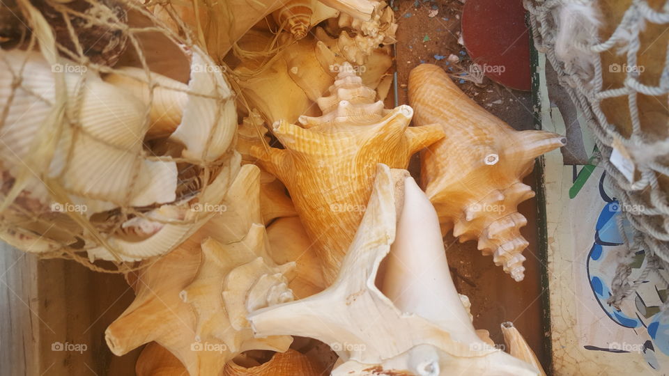 seashells everywhere