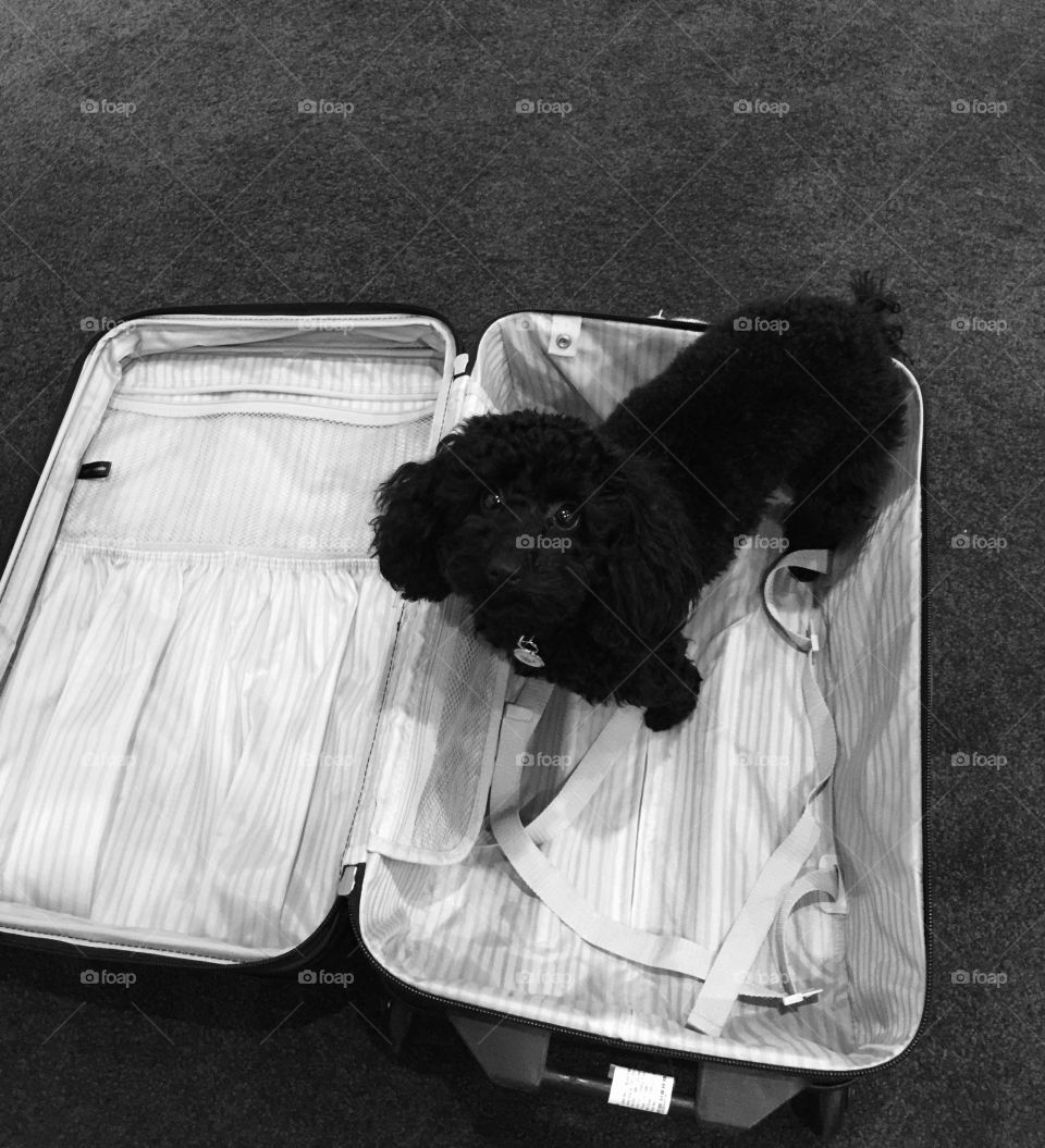 Take me with you!  ✈️