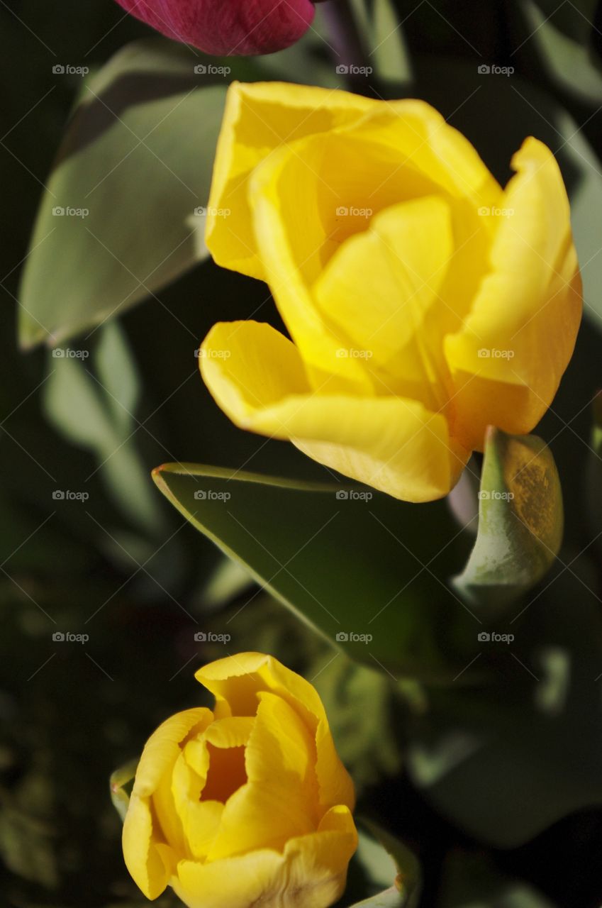 Bright spring tulips